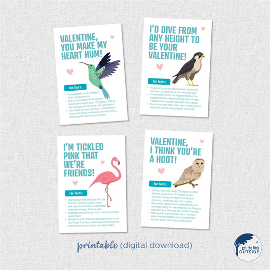 Valentines - Bird Fun Facts - printable