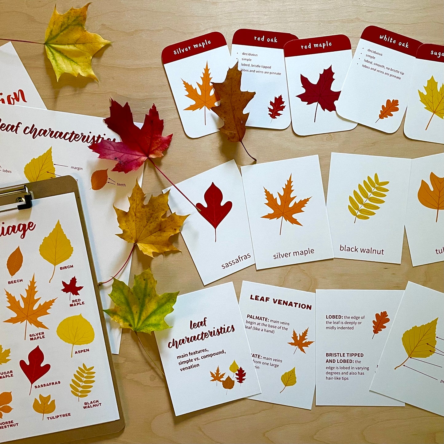 Autumn / Fall Outdoor Activity BUNDLE