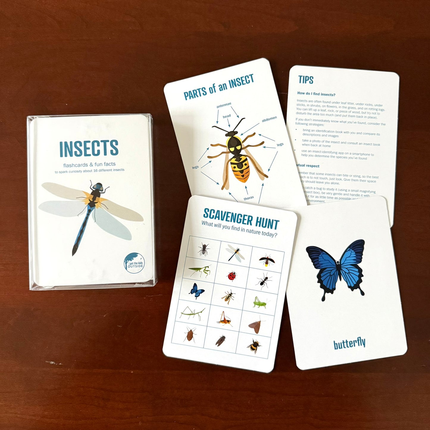 Insect Flashcards w/ fun facts - printed