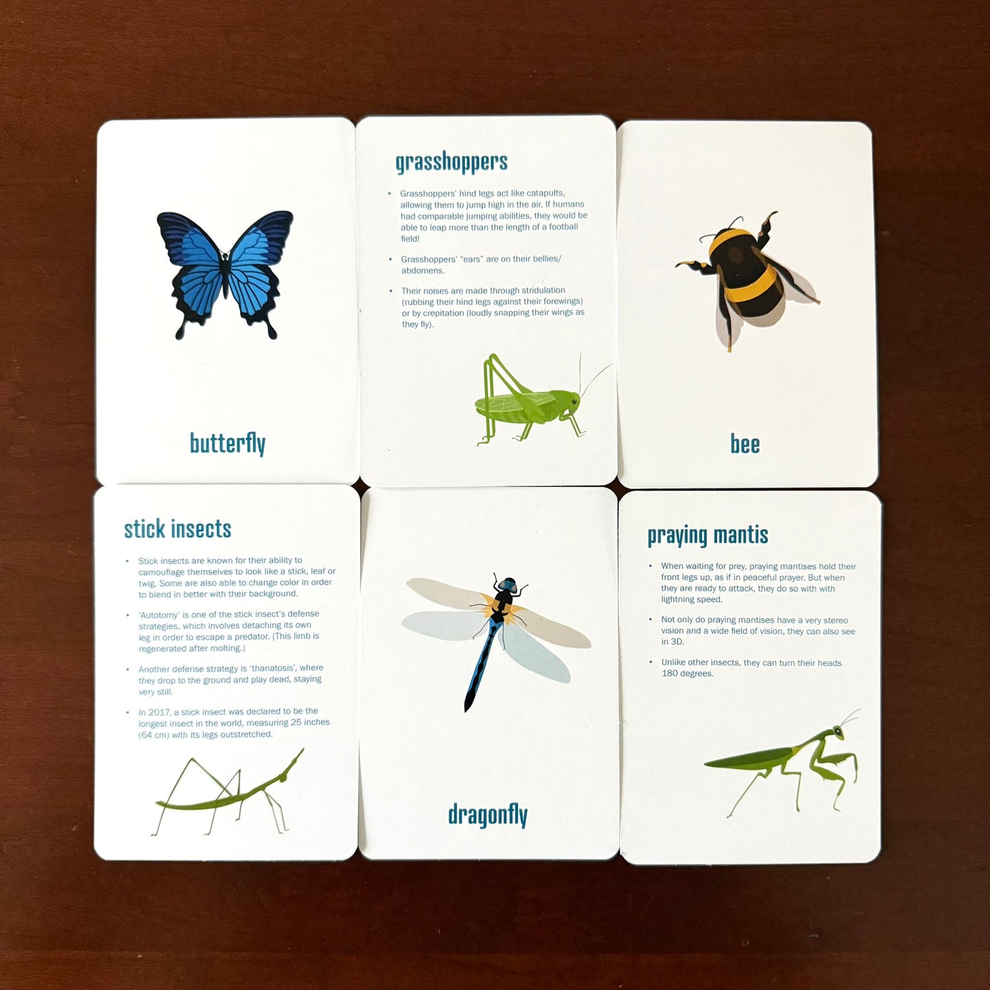 Insect Flashcards w/ fun facts - printed