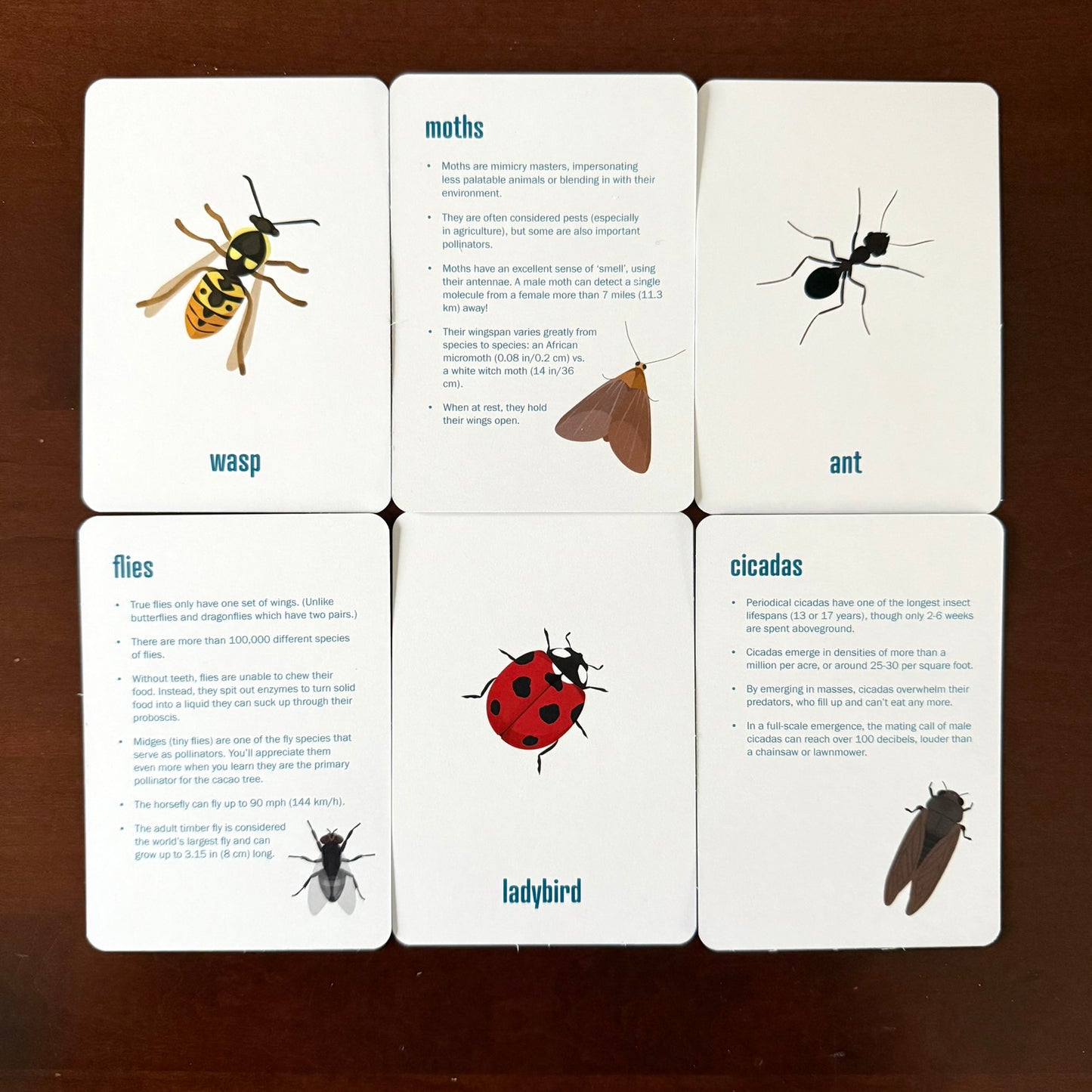 Insect Flashcards w/ fun facts - printed