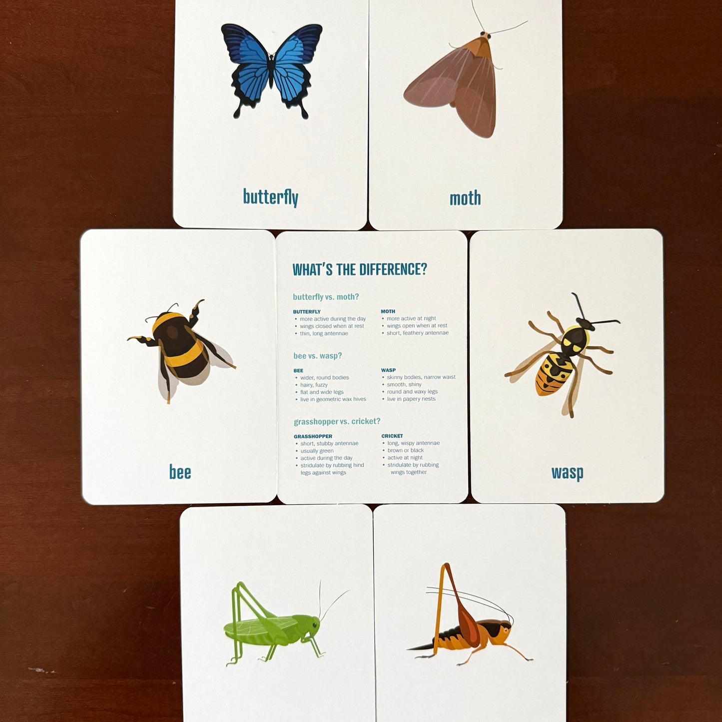 Insect Flashcards w/ fun facts - printed