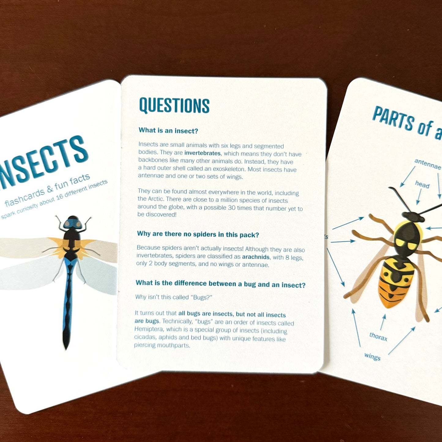 Insect Flashcards w/ fun facts - printed