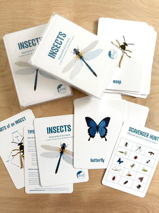 Insect Flashcards