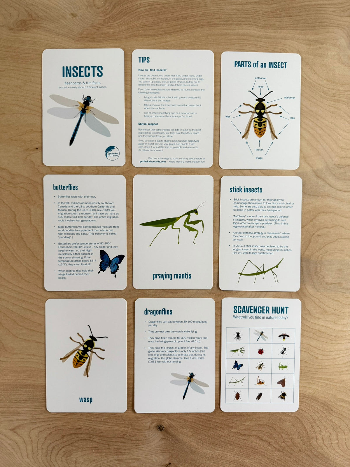 Insect Science Sticky Card Insect Flashcards w/ fun facts - printed – Get the Kids Outside