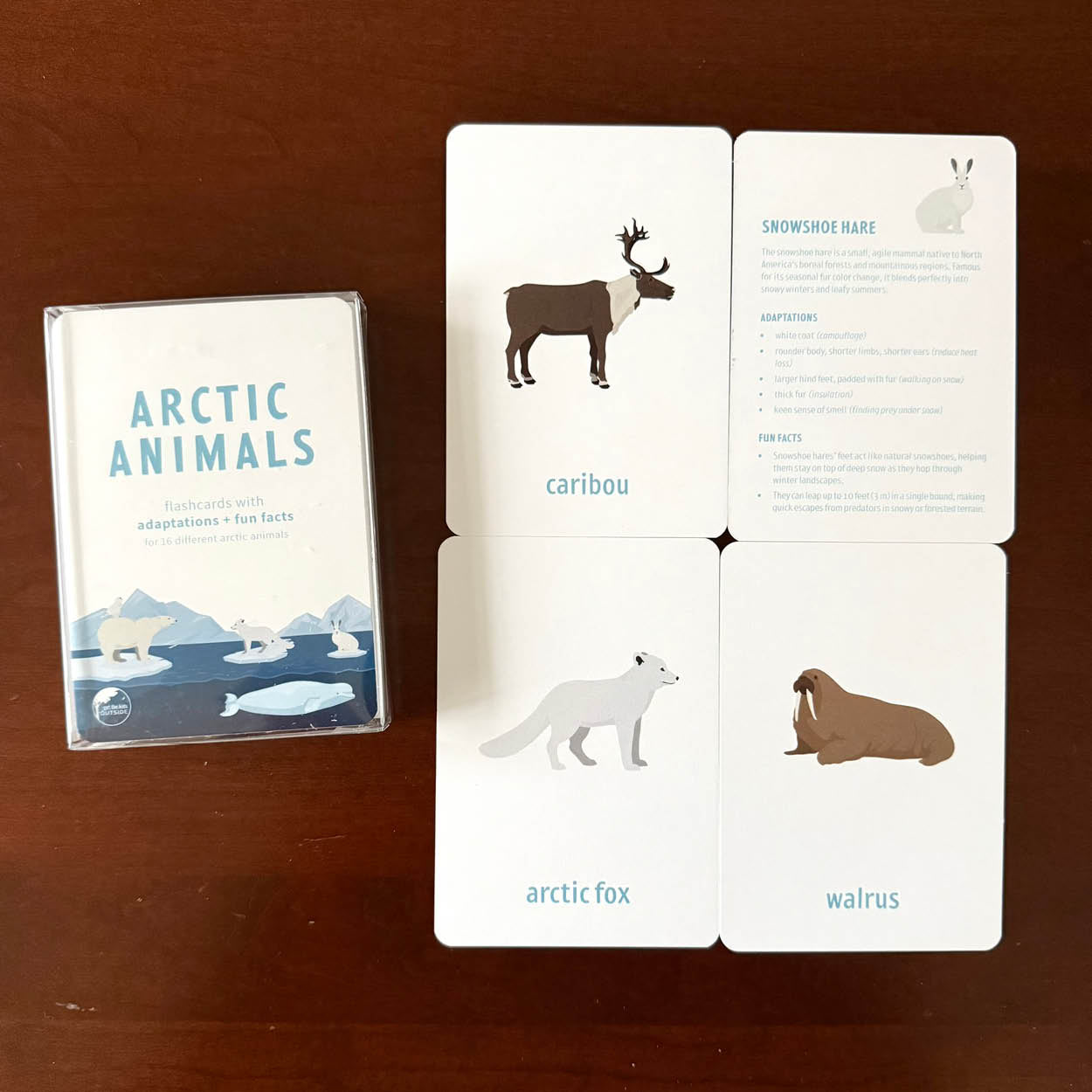 Arctic Animal flashcards w/ fun facts - printed