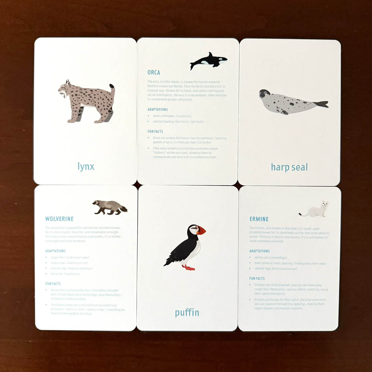 Arctic Animal flashcards w/ fun facts - printed