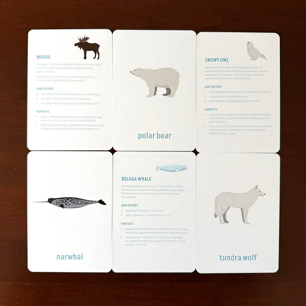Arctic Animal flashcards w/ fun facts - printed