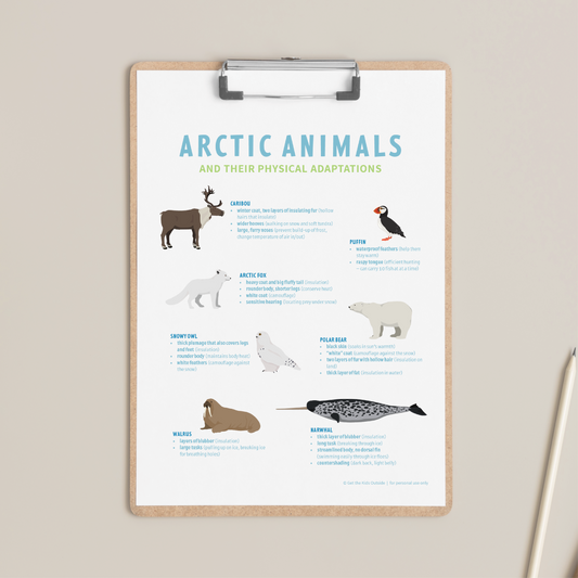 Arctic Animal Adaptations