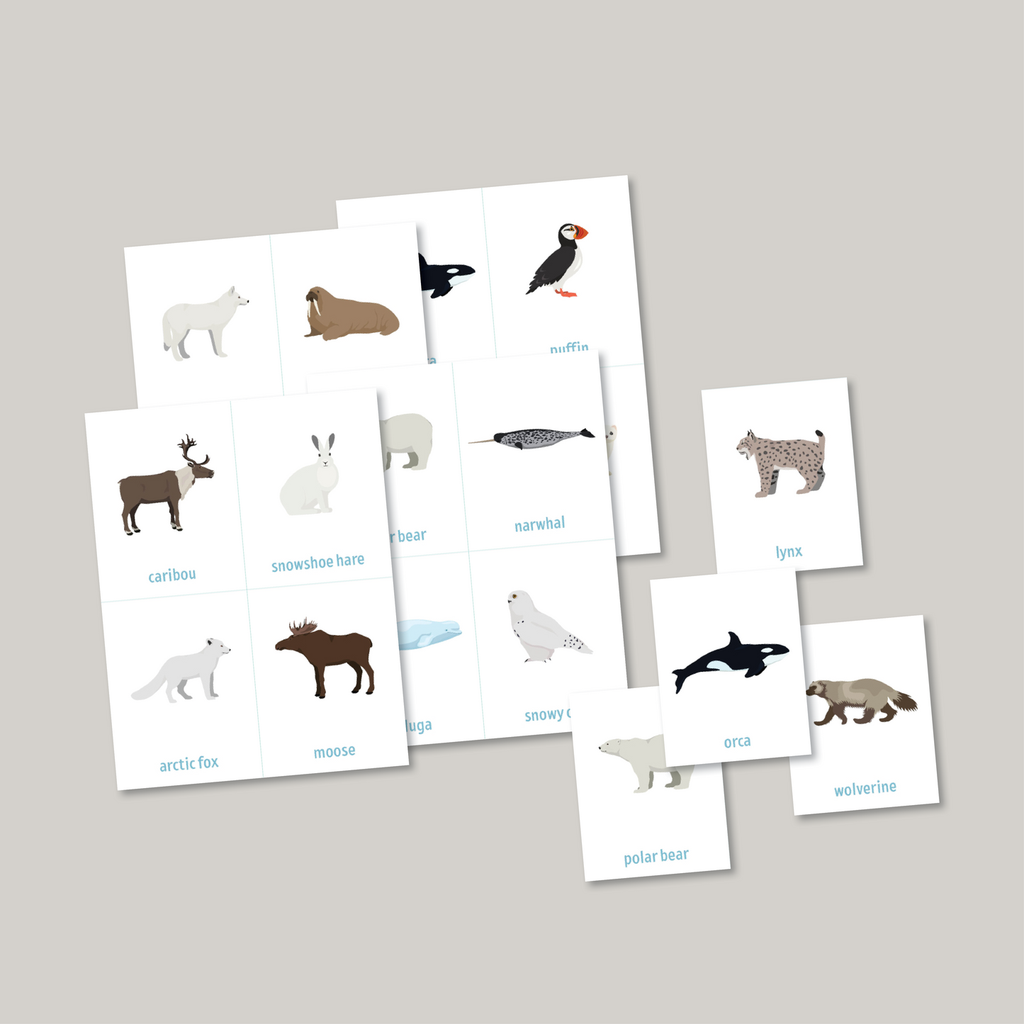 Arctic Animal Adaptations