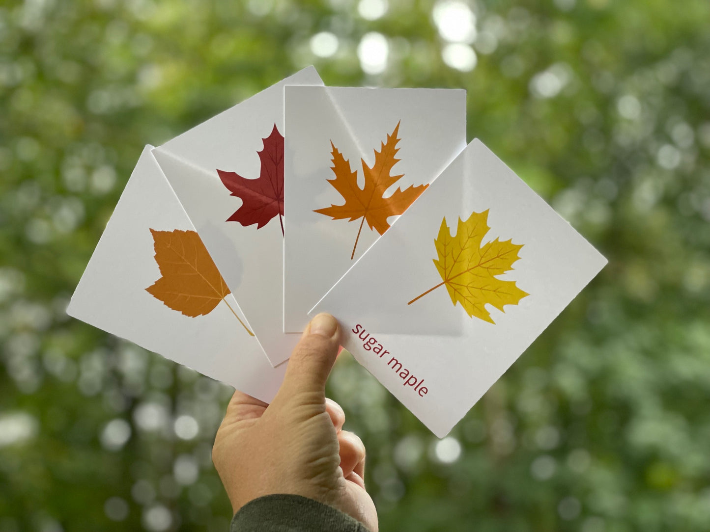 Autumn / Fall Outdoor Activity BUNDLE