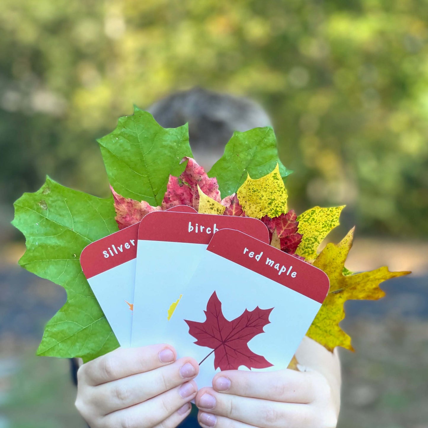 Autumn Leaf Identification Cards